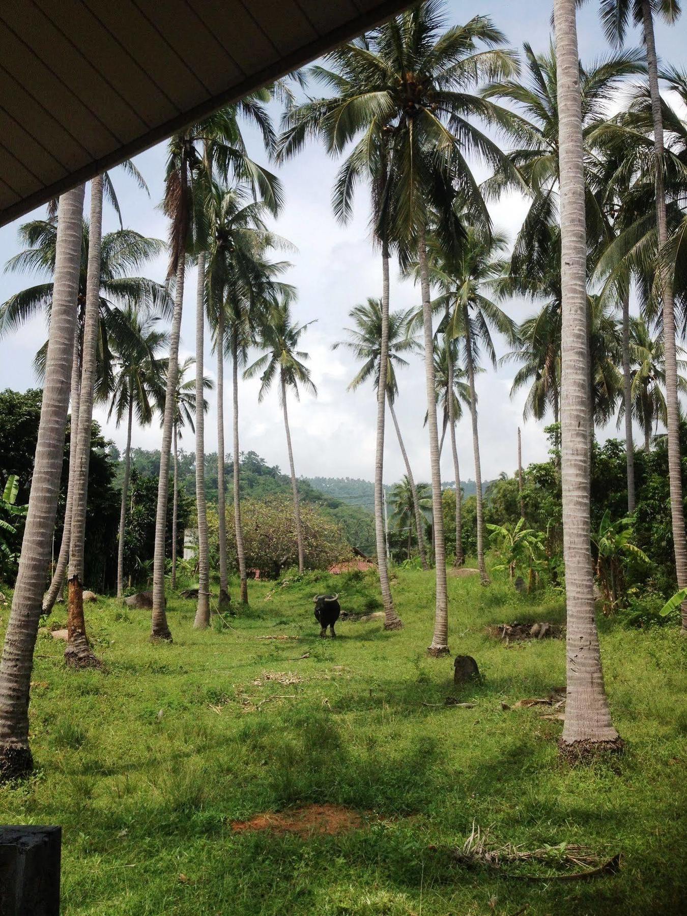 Baan Sawan Samui Resort Chaweng  Eksteriør bilde